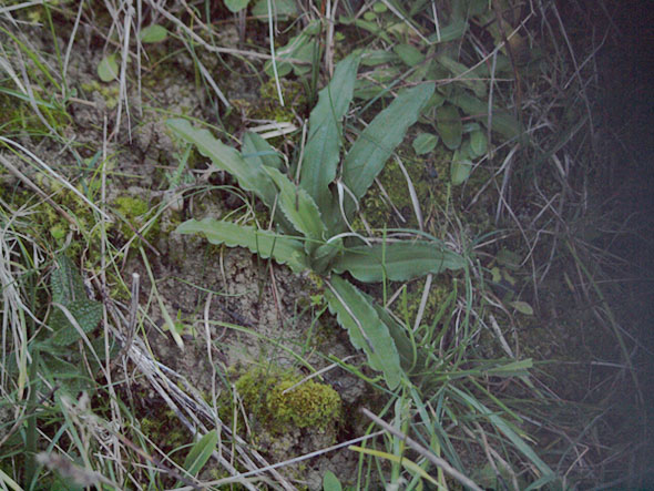 Prossima orchis italica